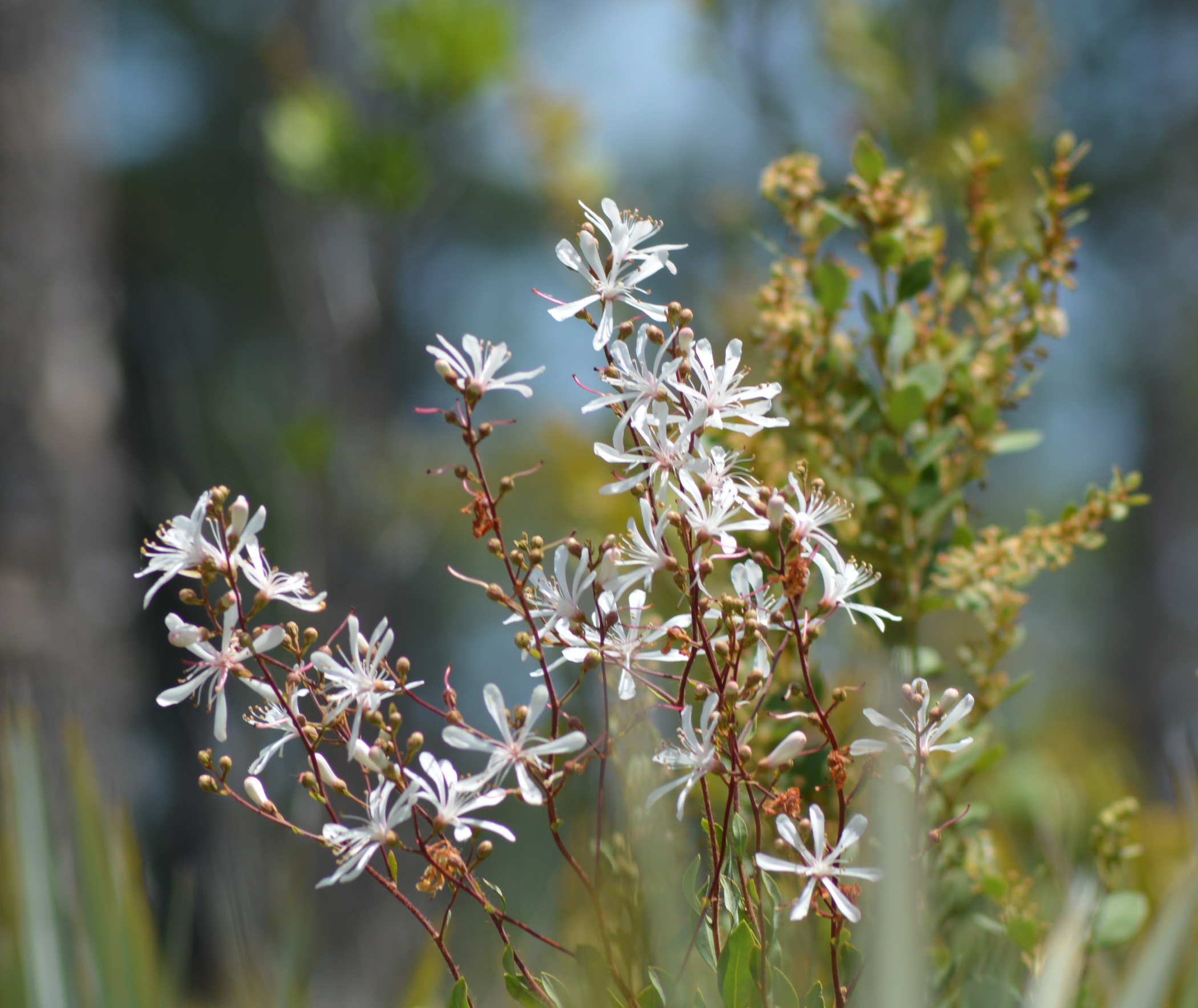 Tarflower