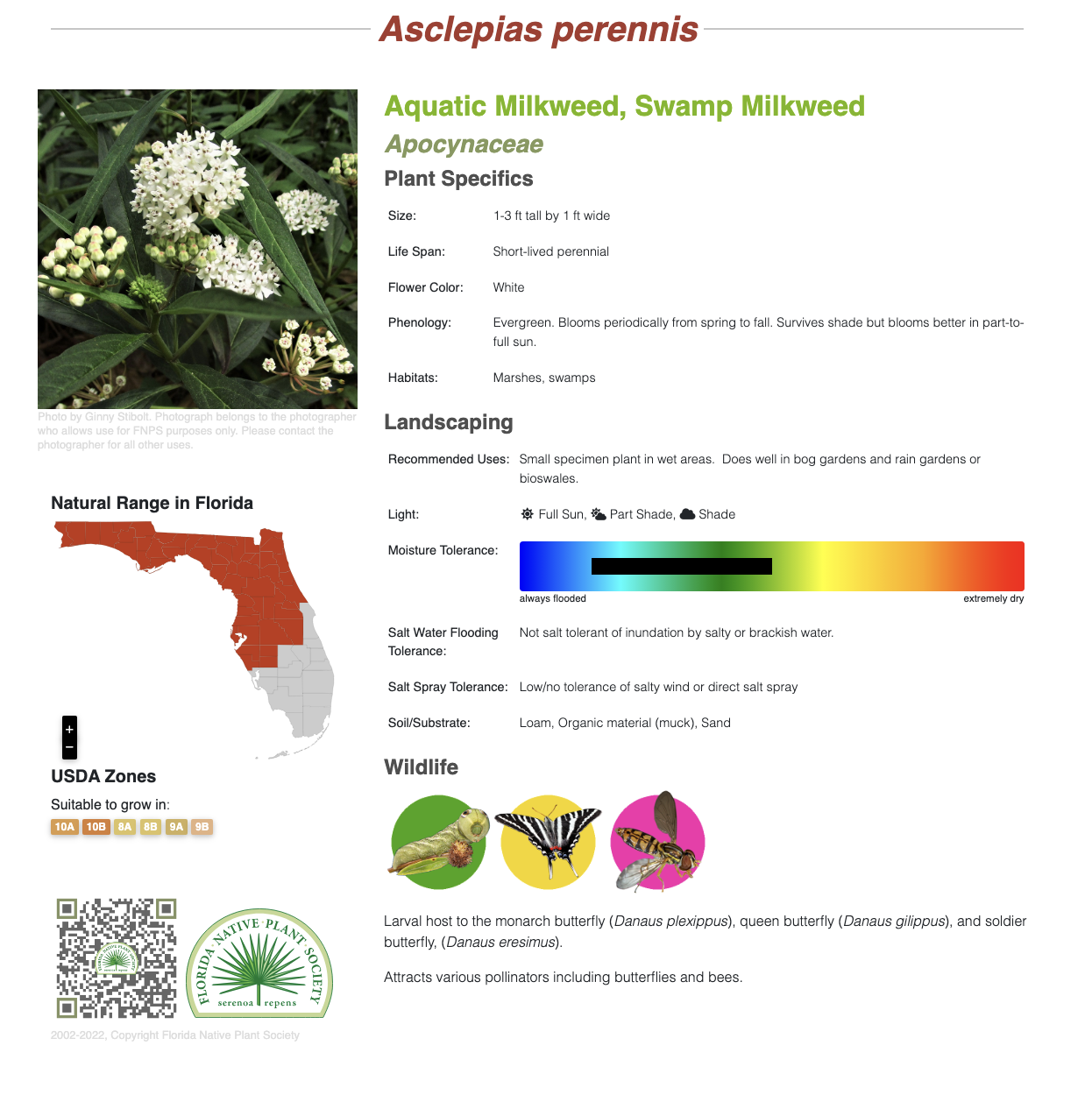 Asclepias perennis