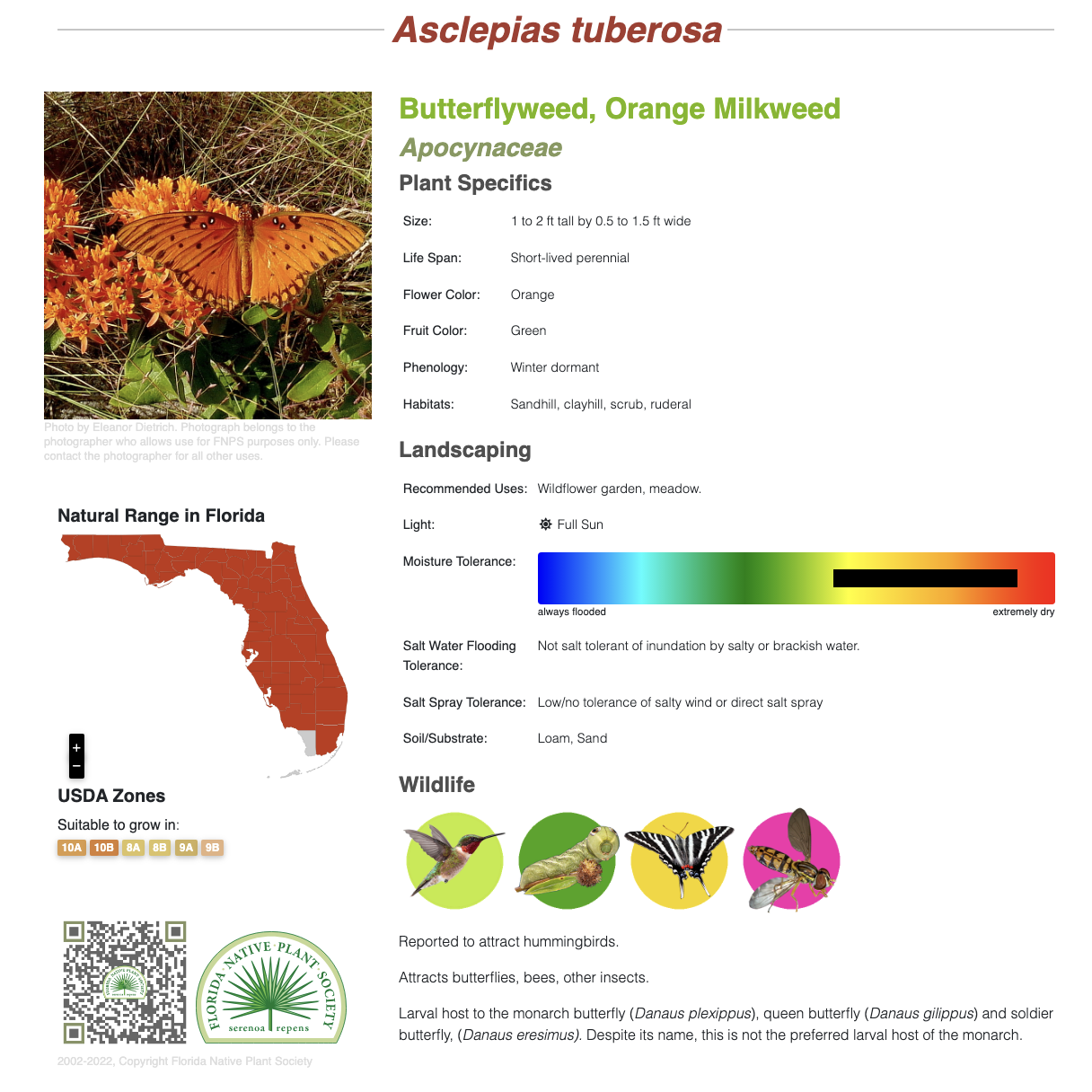 Asclepias tuberosa